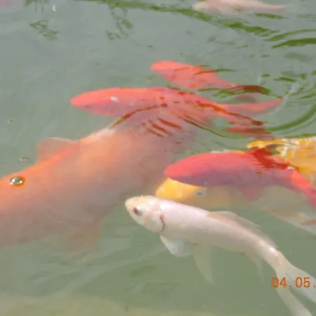 Kır Evi U Manisov *